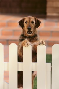 dog fence