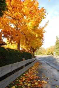 Fall is the best season for fencing.