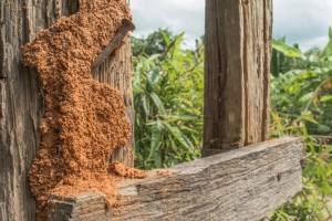 wood fence termite damage