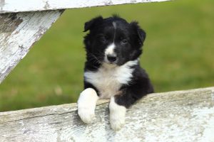 How the Right Fence Can Create the Perfect Outdoor Space for Your Pets