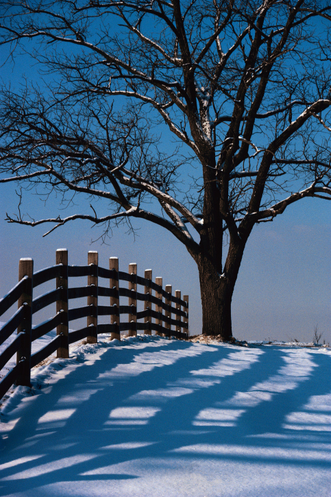 split rail fence next to tree over hill on snowy day