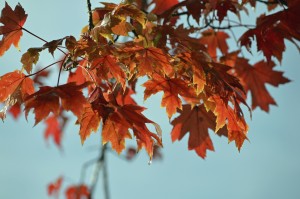 fall leaves on tree