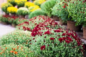 4 Easy Ways to Accessorize Your Beautiful Gazebo for Fall