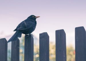 The Best Fence Contractors in Marriottsville