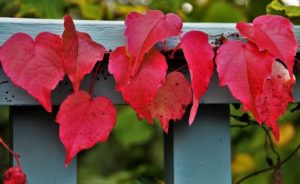 Fall Fence Decorating Ideas