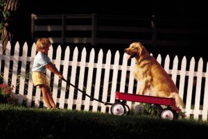 mid-atlantic deck and fence dog fence company in sandy spring