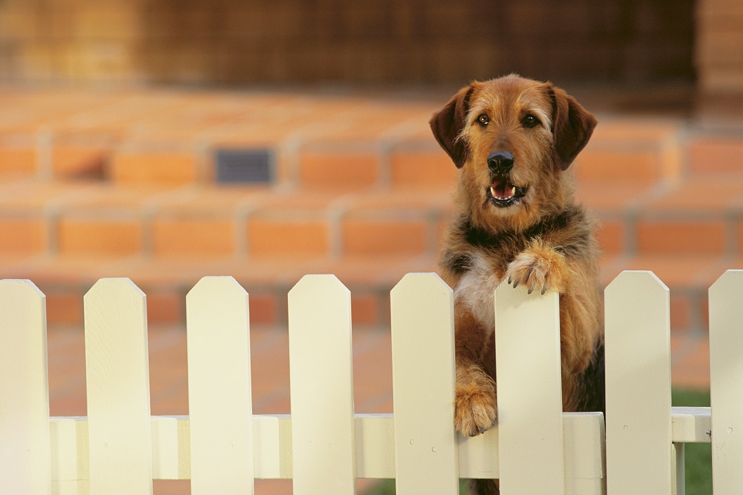 brown dog looking over a dog ear picket fence