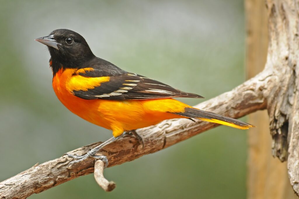 Oriole