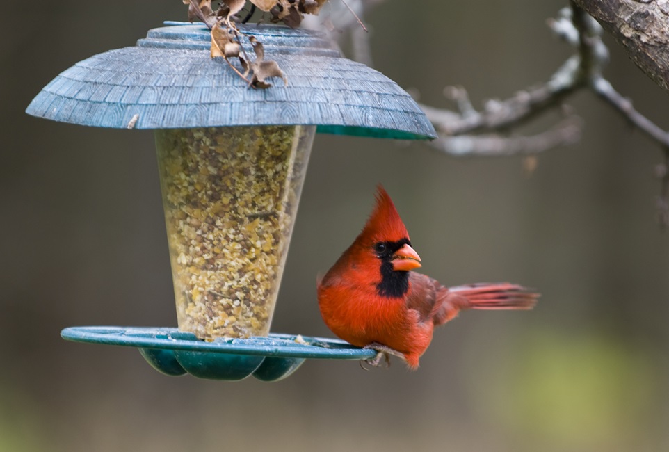 A bright red Northern Cardinal is perched on a bird feeder.